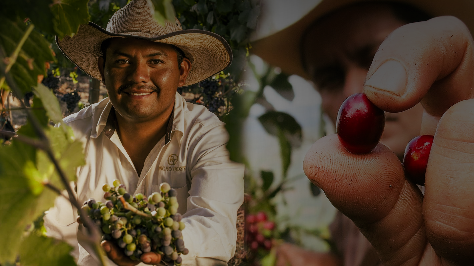 Caficultores de Santuario, Risaralda cosechando café